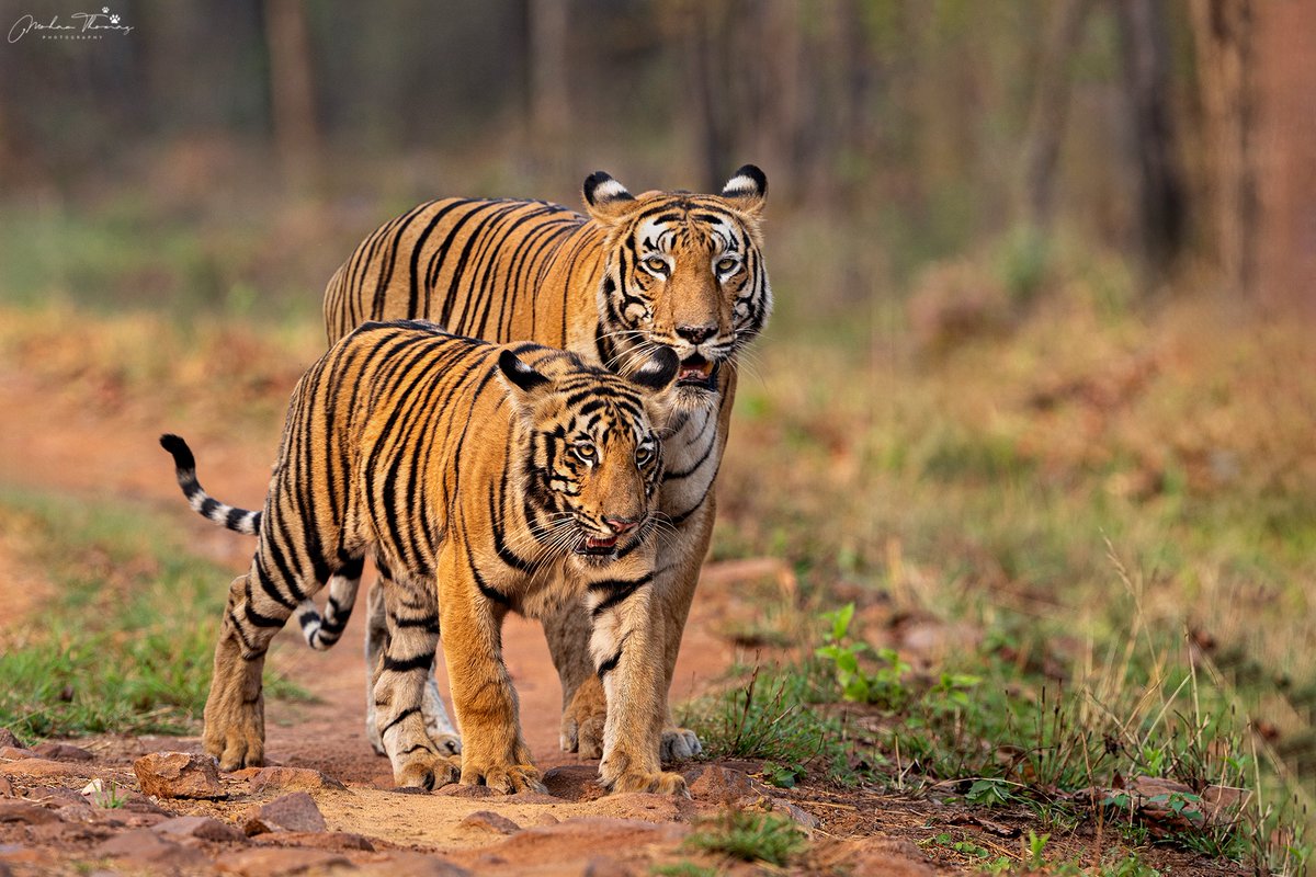 Tiger Tadoba @NikonIndia #nature #wildlife #indianwildlife
