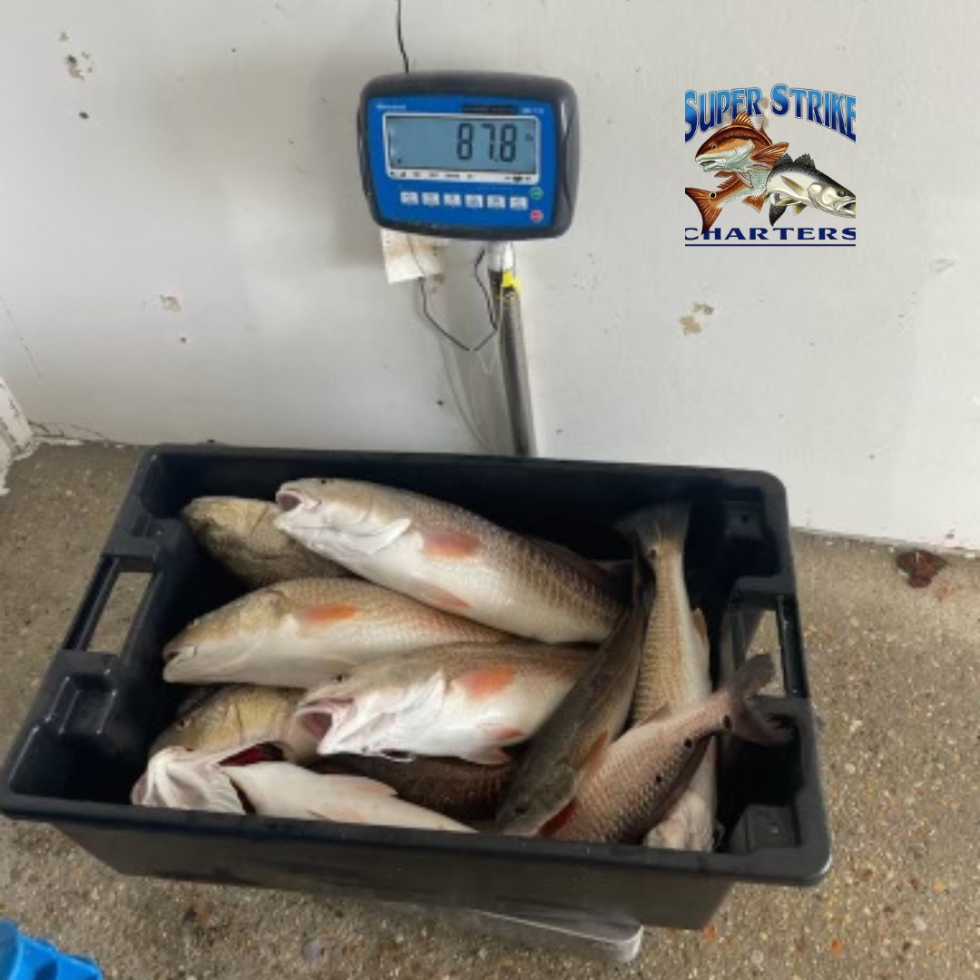 The Coleman crew from Kentucky had Inshore charter adventures, big catches, and even bigger smiles with Captains Chase and Matt!

#FishingLife
#InshoreSuccess
#louisiana
#bluewaveboats
#fishing
#superstrike
#superstrikefishingcharter
#redfish
#spring
#inshorefishing
#newyear