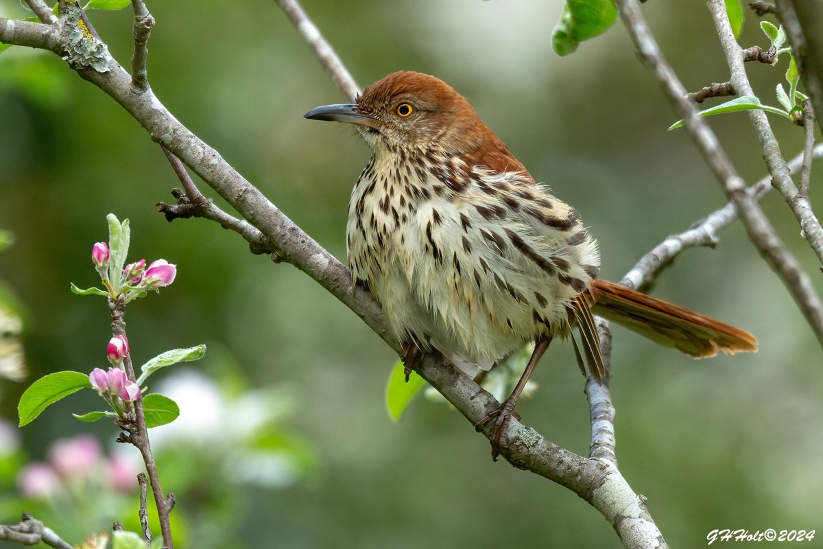 A Brown Thrasher in a apple tree on a rainy day. #TwitterNatureCommunity #brownthrasher
