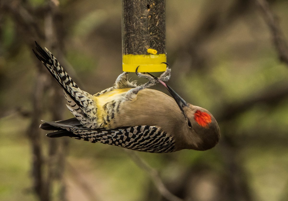 Sometimes you gotta get creative. 🤷 This Gila Woodpecker's mealtime approach is impressive! Woodpeckers are known for foraging the underside of branches and this guy makes hanging upside down look easy. azstateparks.com/birds-of-arizo… 📸 Peter Kummerfeldt at Lost Dutchman State Park