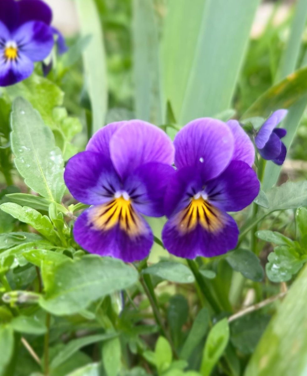 garden_pansy1 tweet picture