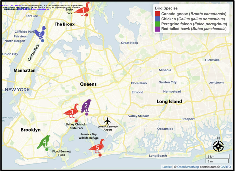 HPAI is truly affecting animals everywhere. Surveillance in the urban environs of NY city, over 1700 samples collected and virus detected in 4 different bird species. Viruses w different genotypes. Important for risk, response, biosecurity
👉biorxiv.org/content/10.110…