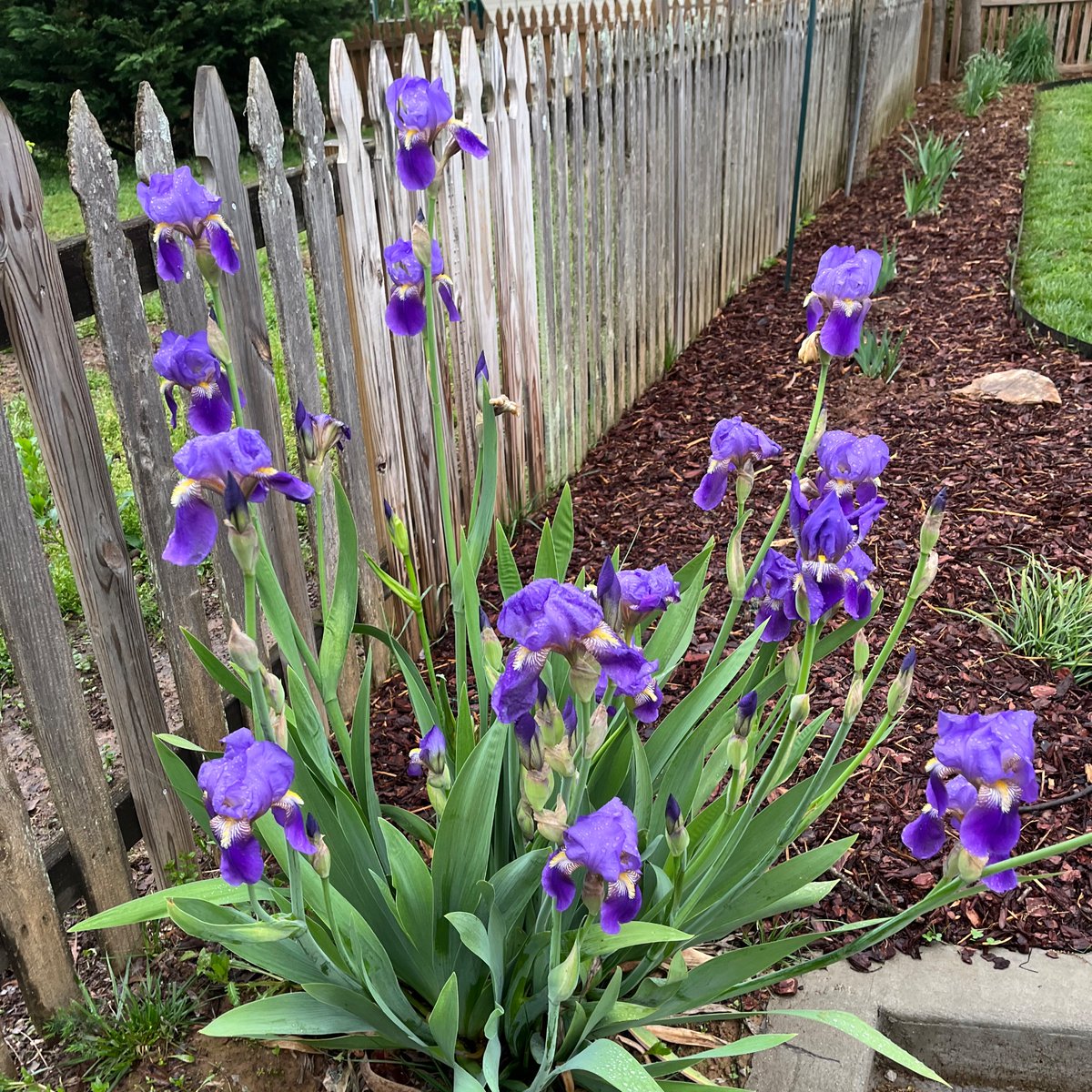 The last clump of bulbs ever planted by a fine man have decided to show out this year. Elbert “Pa” Balch left this place far too soon, but we know that he is still with us when one focuses on the universal sound. “Remember, it doesn’t cost a thing to be kind.”