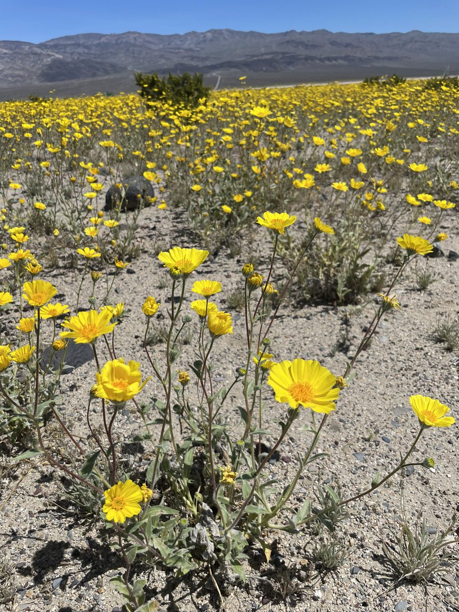Blooms in Death Valley.