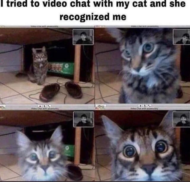 Why you should have a cat (@ShouldHaveCat) on Twitter photo 2024-04-11 02:15:08
