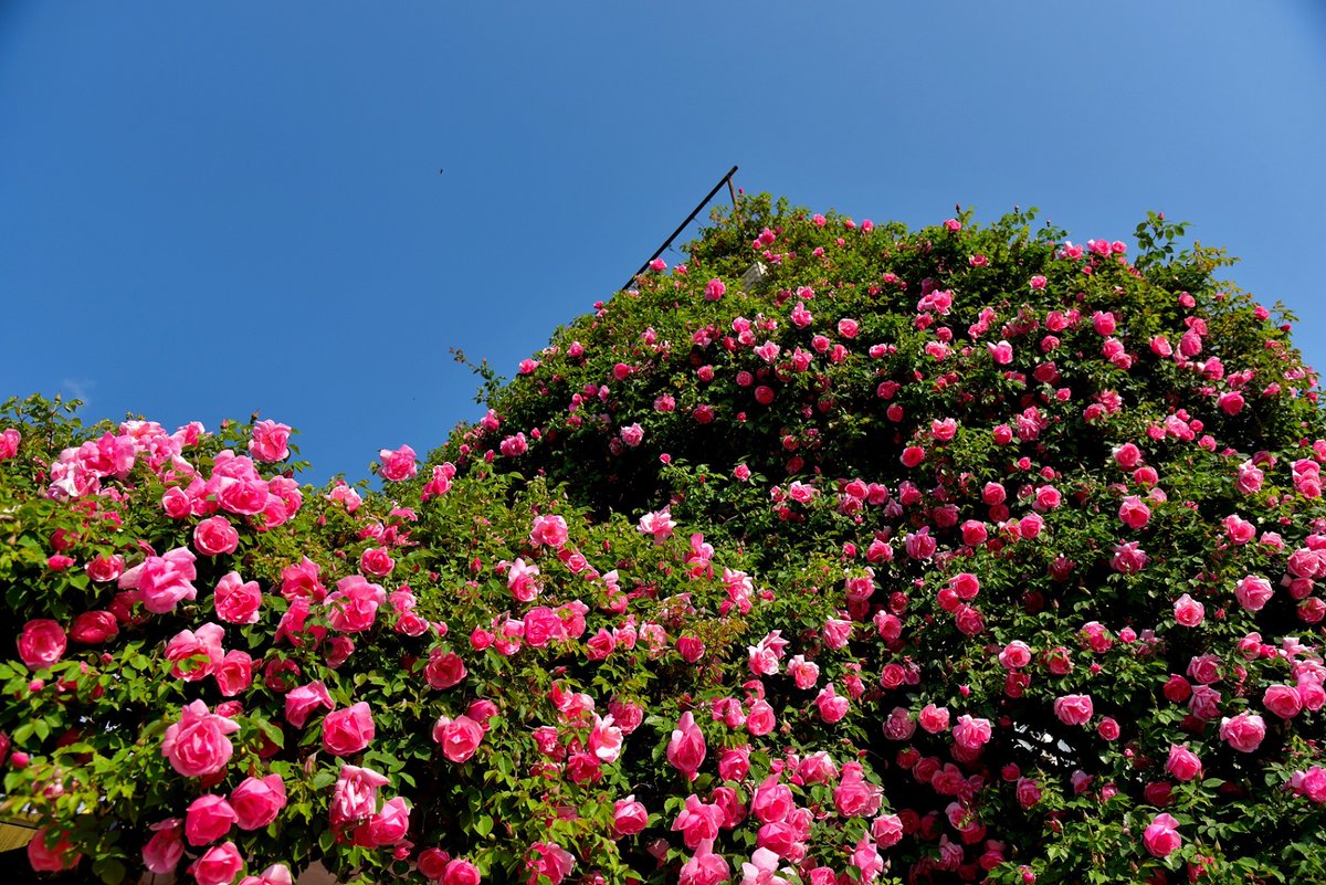 Kunminginfohub's tweet photo. Can't walk by without a pause! Xiangqian Village's courtyard in Jianchuan is a symphony of flowers and birdsong that captivates all who pass. 🌷🎶 #Nature'sMelody #DaliBeauty #BlossomTrail #YunnanSpring https://t.co/jViTYbsPvk