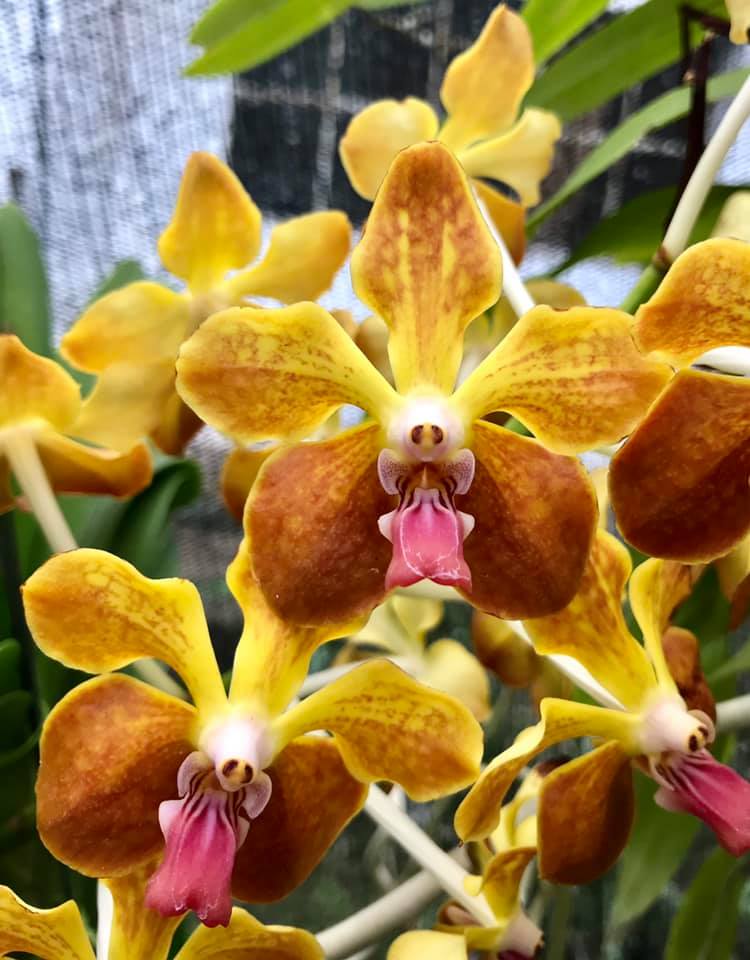 Vanda Mem. Tianchai x lamelata #orchids #plants
