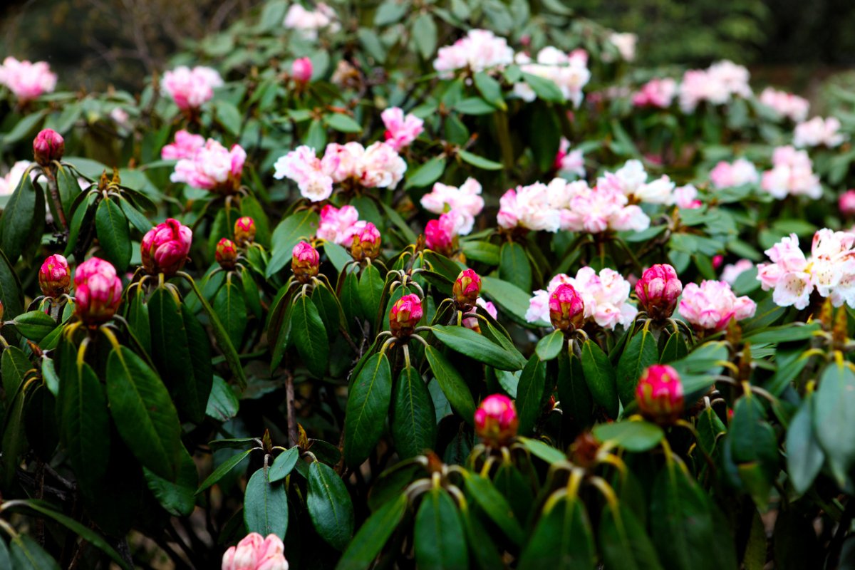 Kunminginfohub's tweet photo. Jiaozi Mountain in spring is a wonderland of flowers! 🏔️🌺 Walk among the blossoms and soak in the dazzling displays. #KunmingSpring #FlowerFestival #NatureLovers #HikingHeaven https://t.co/UpIRYmKjIA