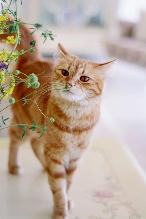 Lovely day dear friends…🌼🍃🐈🧡🤍🧡 #GoodMorningEveryone 🌼 #CoffeeTime ☕️ #CatsLover 🐈 #BeKindAlways 🧡 #PeaceAndLove 🕊️