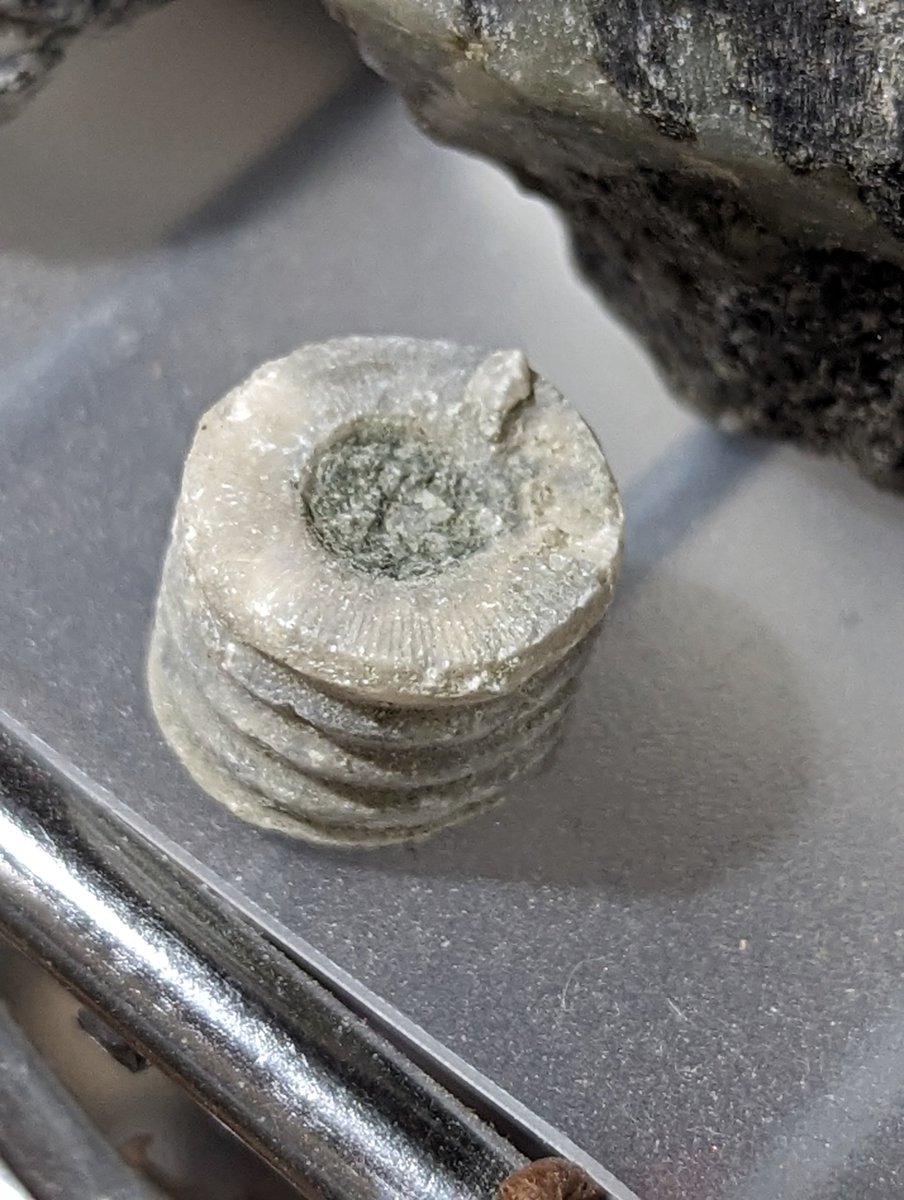 Tom_foolley's tweet photo. @andtartary2 99.9% sure that's a cluster of fossils similar to stromatolites. Not metal gears. https://t.co/53UO70gXiV