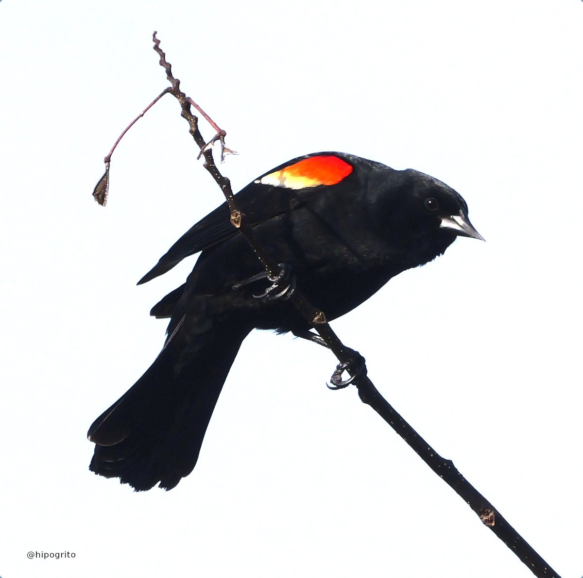 Red-winged Blackbird
Northport, Long Island, NY

I had to turn the exposure up on this one and it kind of looks a bit like a painting.

#birds #birding #birdwatching