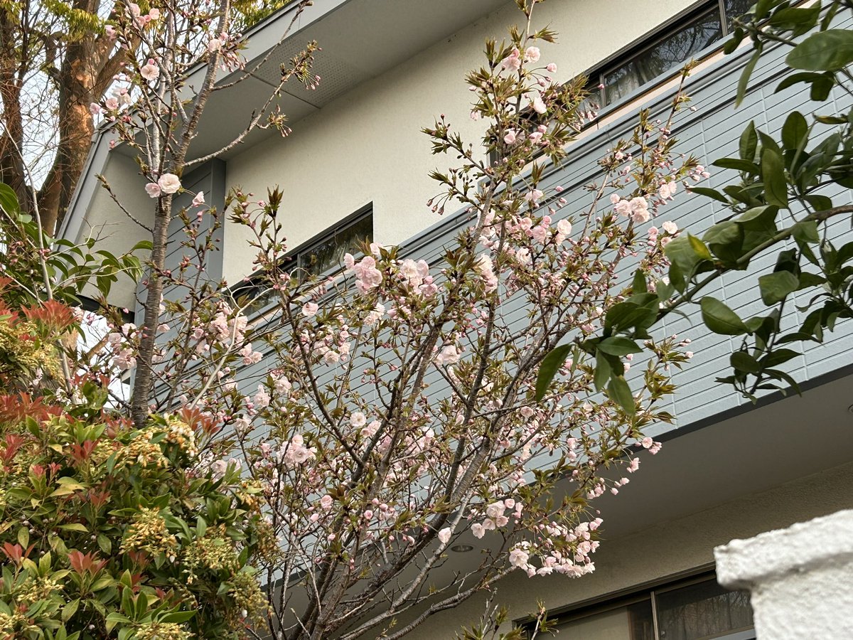 今朝、庭の八重桜がワッと咲いててびっくり🫢
