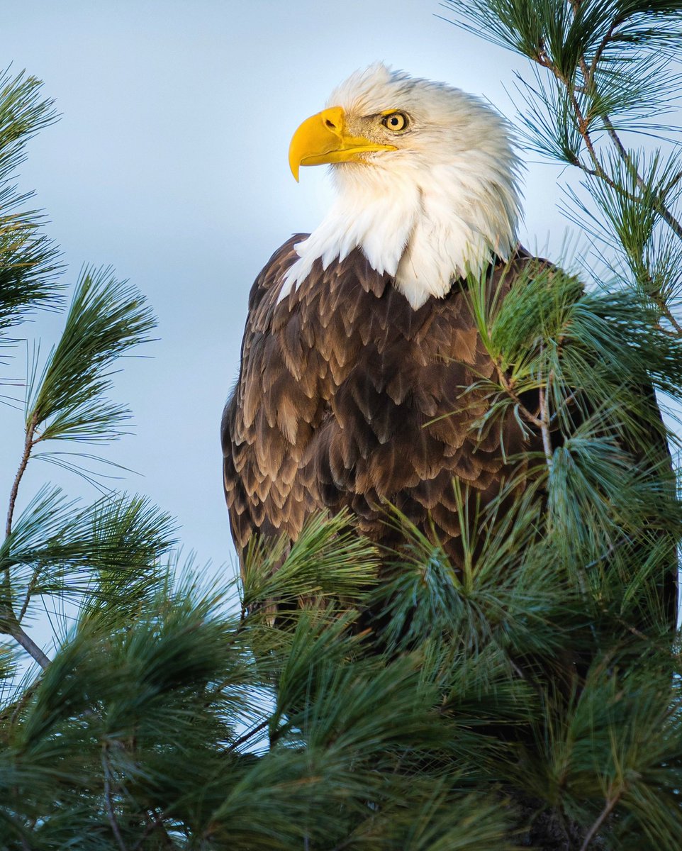 A majestic bald eagle perched amidst the serenity of Starved Rock State Park, watching over the Illinois River valley. A true guardian of the park.