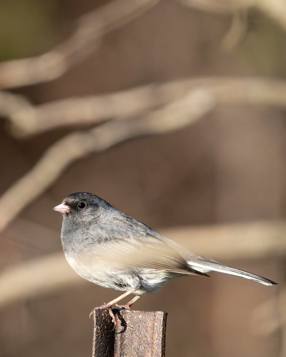 siemsek's tweet photo. My yard is popular with a group of juncos. But not for much longer as they will head to Canada for breeding in the summer.#photographichunter #wildlifephotography #birds #backyardbirds #birdsoftwitter #naturephotography #nikonusa #upnorth #wisconsinoutdoors #wisconsinbirds https://t.co/q9rnwGgGLz