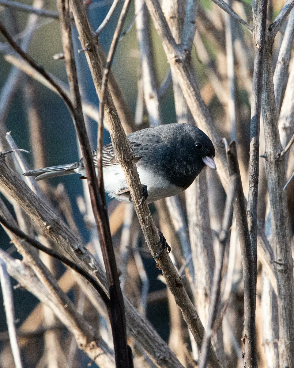 siemsek's tweet photo. My yard is popular with a group of juncos. But not for much longer as they will head to Canada for breeding in the summer.#photographichunter #wildlifephotography #birds #backyardbirds #birdsoftwitter #naturephotography #nikonusa #upnorth #wisconsinoutdoors #wisconsinbirds https://t.co/q9rnwGgGLz