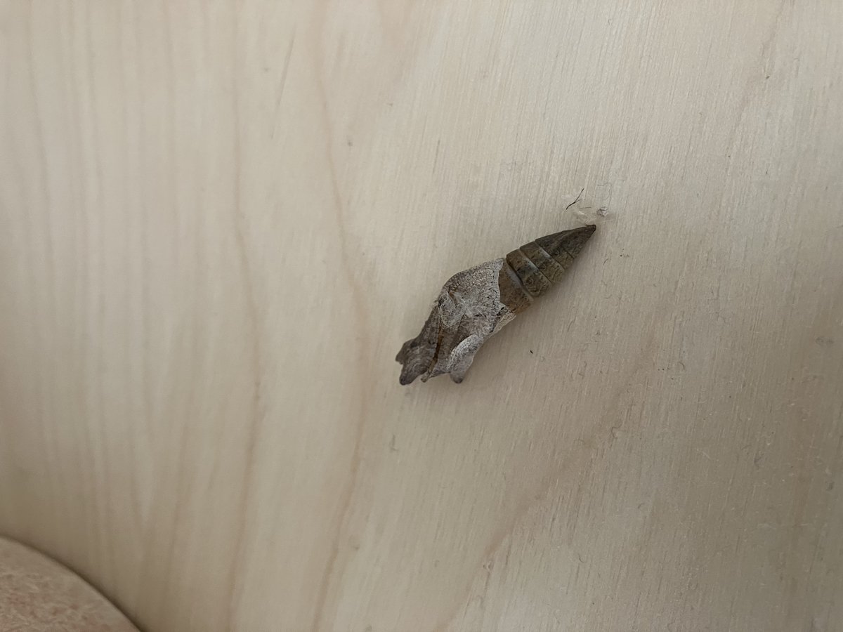 越冬したアゲハチョウの蛹が昨日羽化してました
今日いい天気なので外に放しました　長生きしてねー！！
蛹はもう空っぽ　ちなみに、葉っぱのところで蛹になったら緑のまま、木のところで蛹になったら徐々に茶色に、木肌そっくりに擬態します
（でも白い壁だと緑のままだったかな？？）