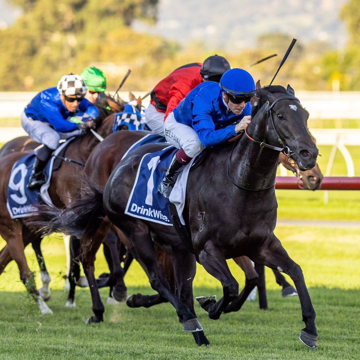 Last year's Group 3 R N Irwin Stakes champ Kallos is returning to Adelaide to defend his belt ⭐ @godolphin's head trainer in Australia, James Cummings, has credited the strength of this year's edition with Queman & Hypothetical taking part. READ MORE | bit.ly/3UbRAYB