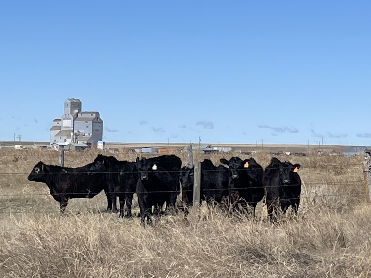 A windy day in #swSask. The neighbors are watching from a protected position. Tucked in the corner and out of the cool breeze <a href="/Ranching4fun/">Craig Dumontel</a>