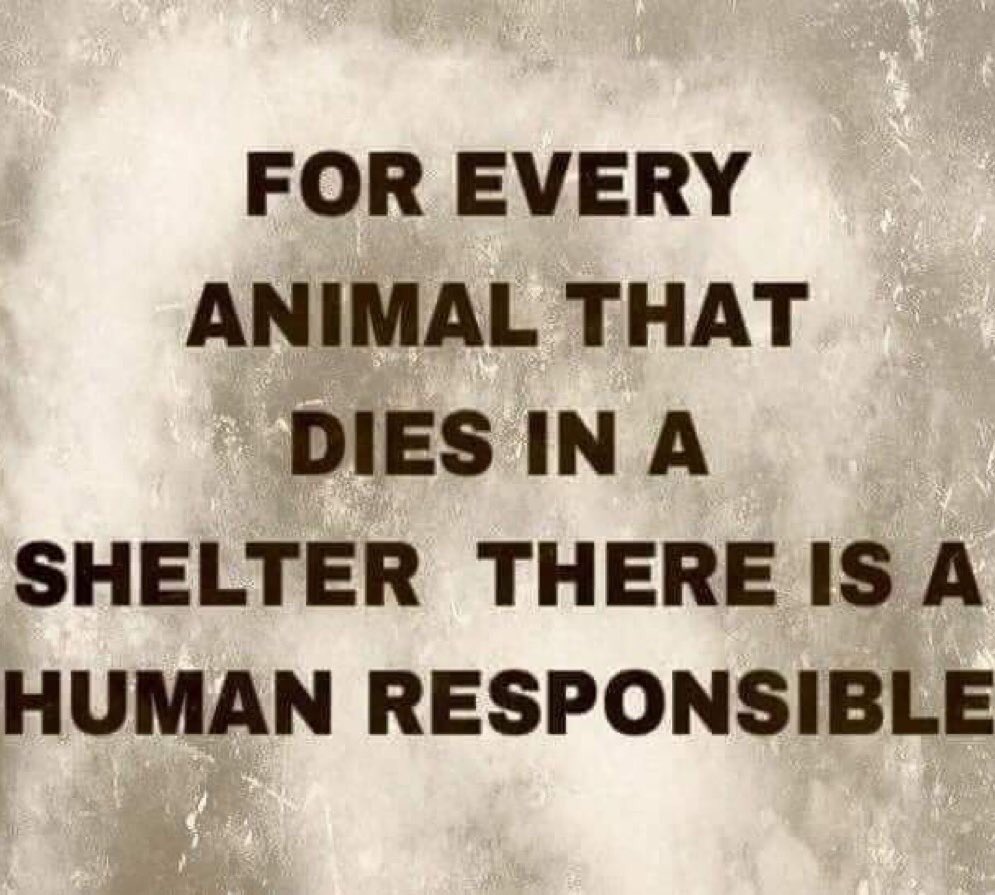 @GovKathyHochul @SenatorHinchey @DonnaLupardo @AmyPaulin @NYCMayor @NYCCouncilAyala THIS APPALLING KILLING NEEDS TO STOP‼️PEOPLE AROUND THE WORLD WATCH THIS HORROR EVERY DAY #AMERICA IS SHAMEFUL IN ITS TREATMENT OF STRAY ABANDONED ABUSED & MADE HOMELESS PETS #VOTE & PASS #SARA‼️