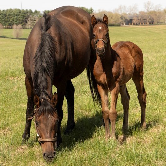 ❤️#FoalFriday | #PhippsStable's DANCE CLUB (Candy Ride🇦🇷) recently foaled a colt by TAPIT (@HillnDaleFarm) at @ClaiborneFarm.

His 2nd-4th dams are #BreedersCup champs Storm Flag Flying, My Flag, & Personal Ensign. Same female family as Mr Speaker, who is by Tapit's sire Pulpit.