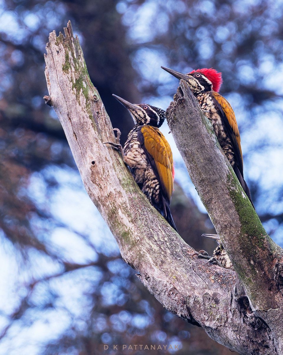 Three-in-one (the juvenile is mostly hidden)! Greater Flameback (Chrysocolaptes guttacristatus) family out foraging in early morning light in the #Bhitarkanika National Park #odisha #india. #IndiAves #ThePhotoHour #BBCWildlifePOTD #natgeoindia