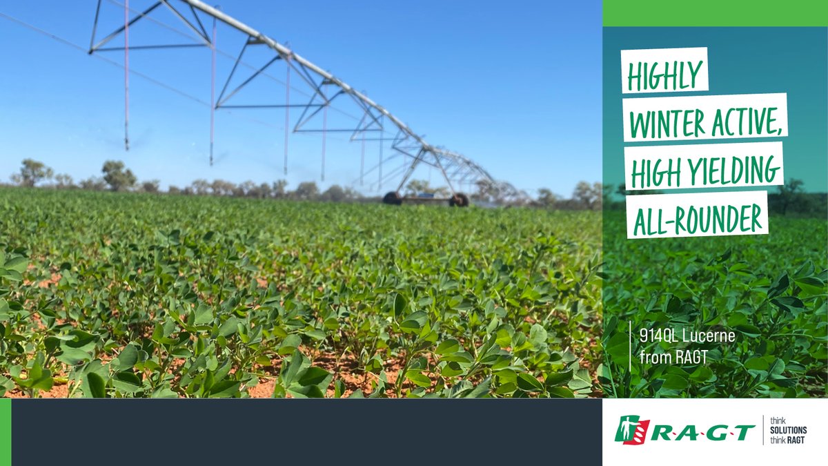 If you’re seeking maximum feed over
winter and spring, RAGT's 914QL Lucerne is the right
solution for your farming needs.
ragt.au/promo-lucerne/
#RAGT #RAGTAU #argicultureaustralia #agronomy
#ThinkSolutions #thinkRAGT #pasture #lucerne
