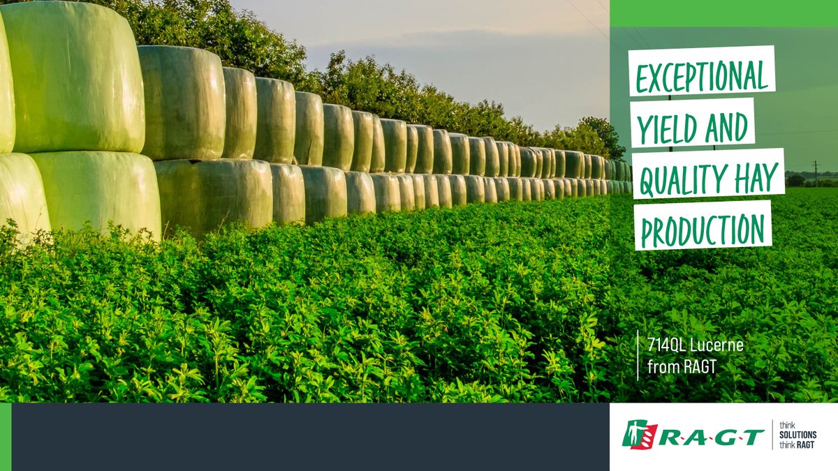 If you’re looking for a top quality specialist hay Lucerne then check out RAGT's 714QL Lucerne. ragt.au/promo-lucerne/
#RAGT #RAGTAU #argicultureaustralia #agronomy #ThinkSolutions #thinkRAGT #pasture #lucerne