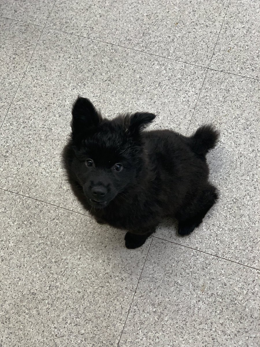 saramdoolajebal's tweet photo. 사는 게 늘 즐거운 아기 멍멍이
3.5kg 여자아이 뽀리🖤
까망개의 저력을 보여줘!
사람 조아 강아지 조아 그저 뭐든 조아 멍멍
입양문의 광주동물보호소 062-571-2808 https://t.co/I0f6kJJKU3