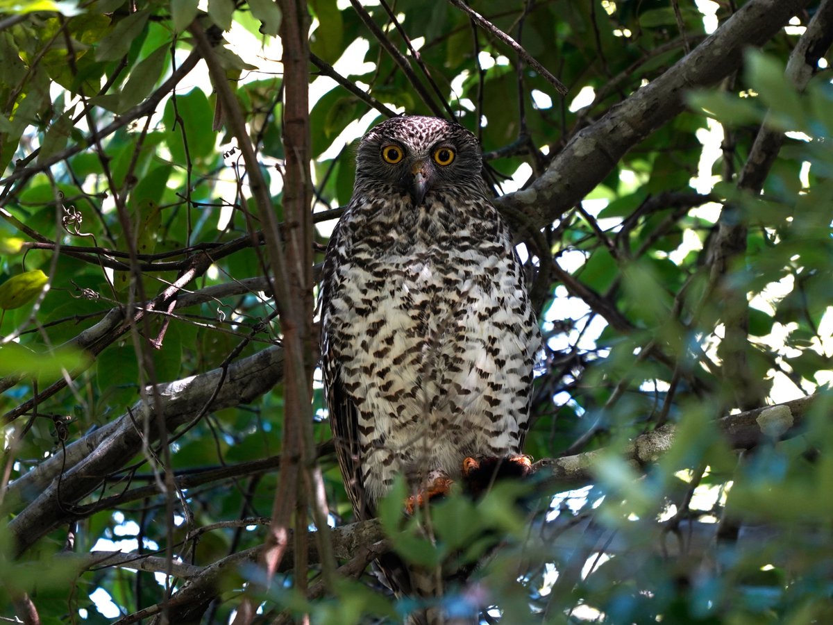 I wonder how many people walking along the path in this Brisbane conservation area noticed this Powerful Owl staring out at them.