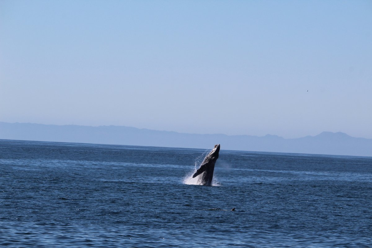 Took this off the coast of Newport Beach today. He or she must've breached 30 times. It actually sounds like a loud flop.