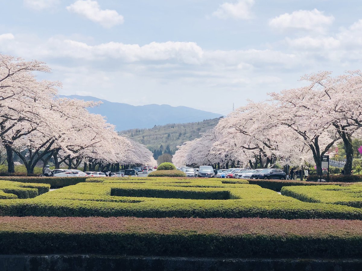 桜満開地域😀 メチャ綺麗ですょ