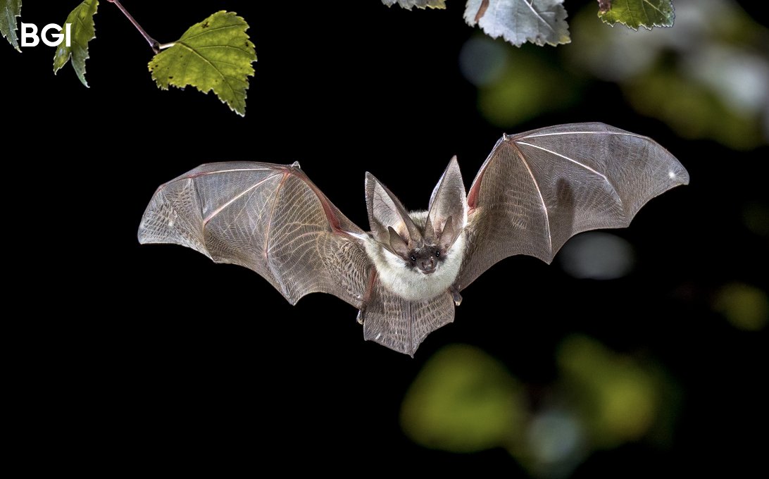 A groundbreaking study by #BGI-Research and international partners uncovers new viruses in East African bats and rodents, revealing vital insights into zoonotic pathogen transmission. This research is key to preemptively tackling future pandemic risks. bit.ly/3vEYxbs