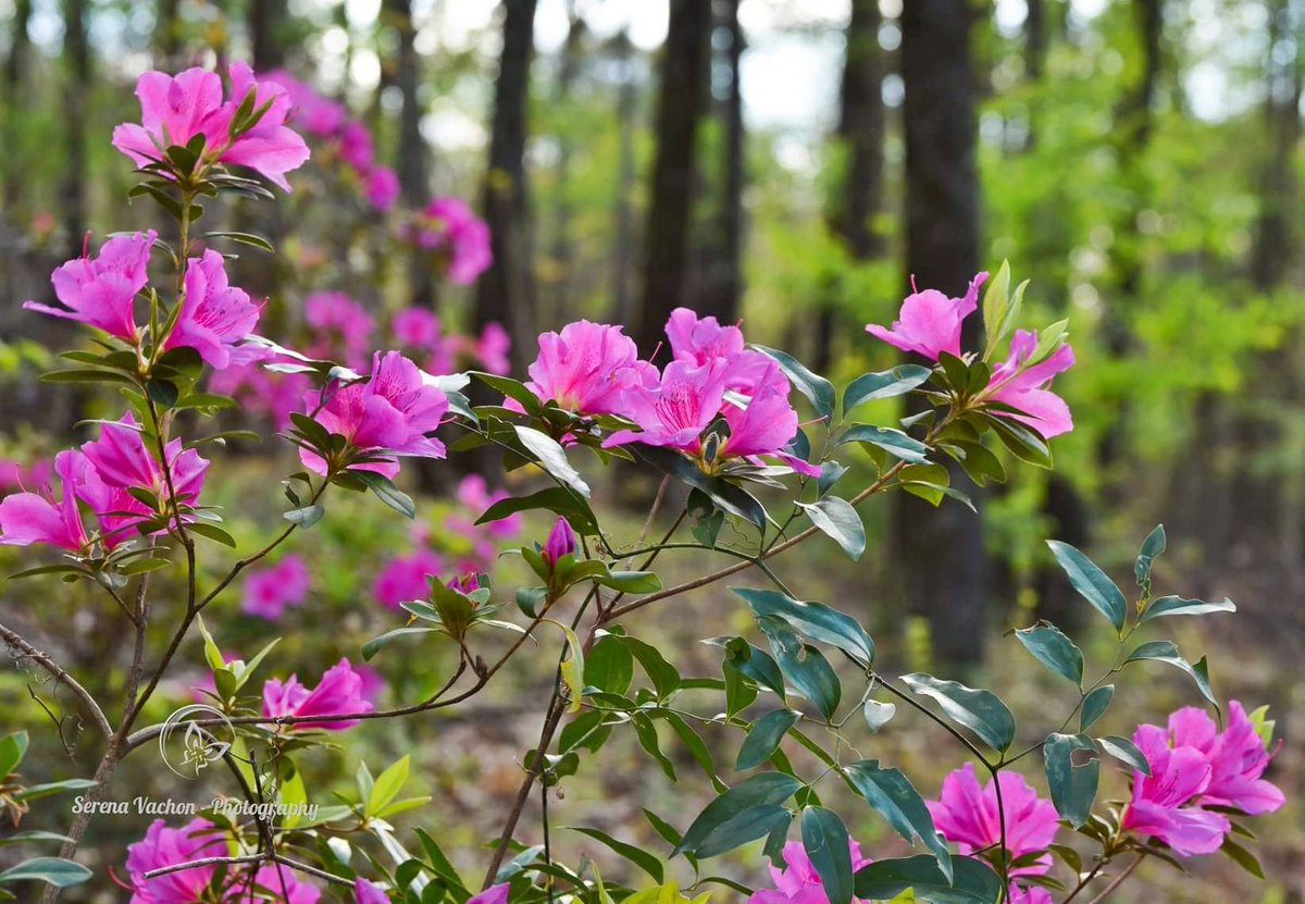 Beautiful azaleas #pink #flowers #flowerphotography