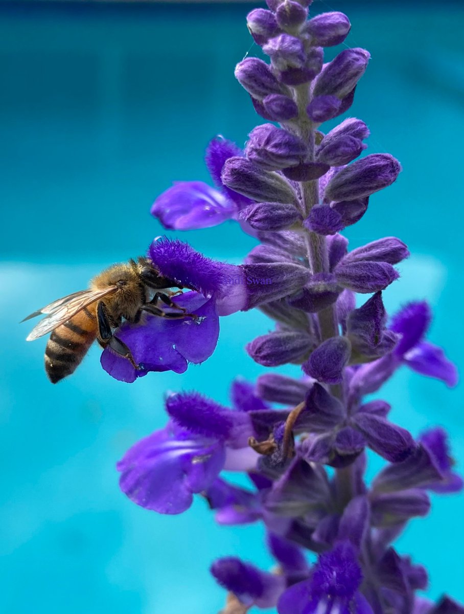 Happy #InsectThursday 🐝🩵💜 

#pollinators #flowers #thursdaymorning