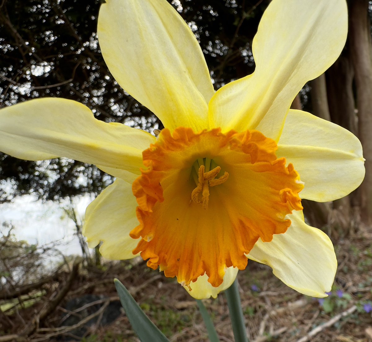 Daffy @ThePhotoHour @cameralab21 #daffodils #springflowers #springbulbs