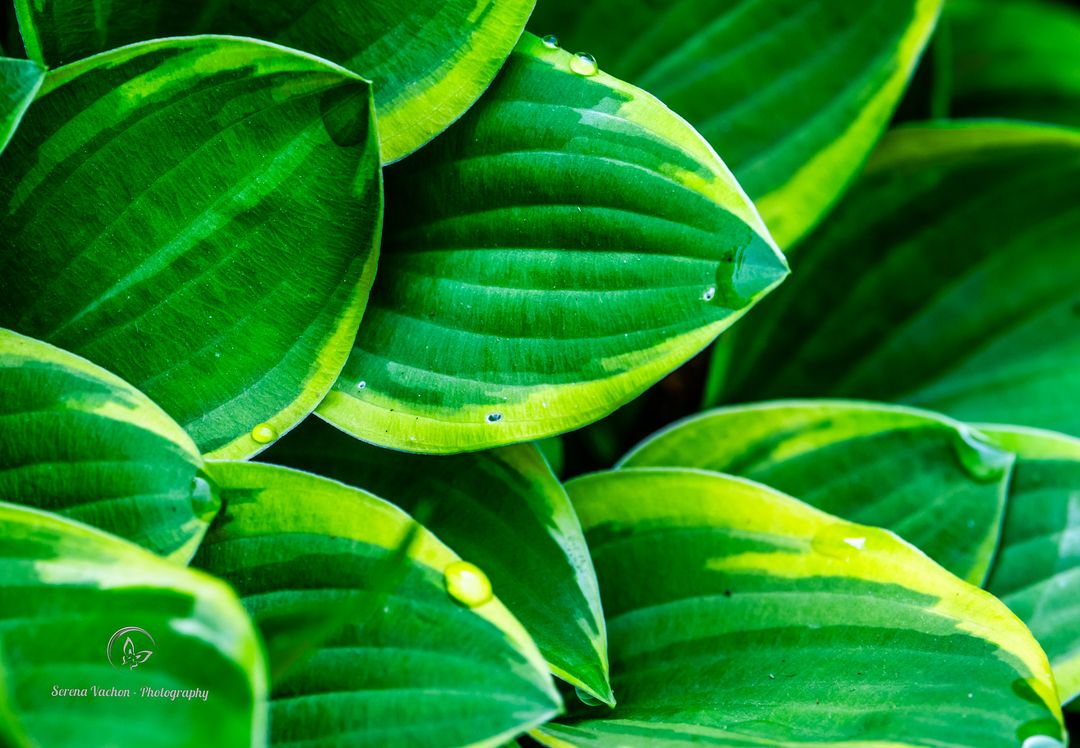 Hostas leaves #nature #NaturePhotography