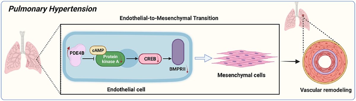 🌟Highlight Article✍️Endothelial #phosphodiesterase 4B inactivation ameliorates #endothelial-to-mesenchymal transition and #pulmonary #hypertension. From Dr. Chen Wang @PekingUnionMedicalCollege; @ELSpharma; @ElsevierConnect; sciencedirect.com/science/articl….