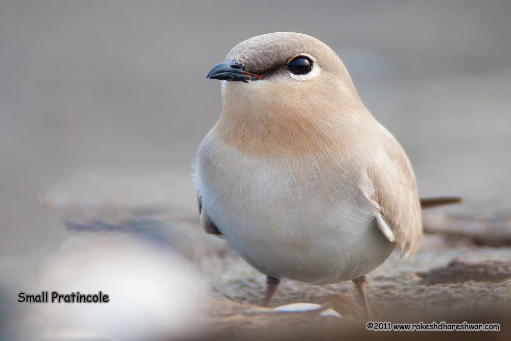 Aren't you too close to me?? #SmallPratincole sits motionless thinking it is invisible #IndiAves @natgeoindia #canonphotography #BBCWildlifePOTD #birds #birding #birdwatching #TwitterNatureCommunity @ParveenKaswan @Team_eBird