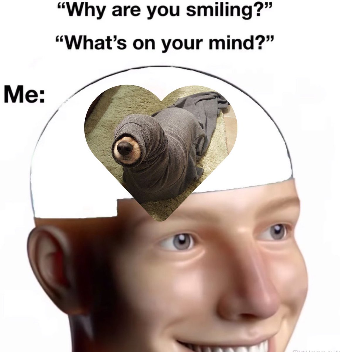 sealdogsol's tweet image. Solana Degens right now: