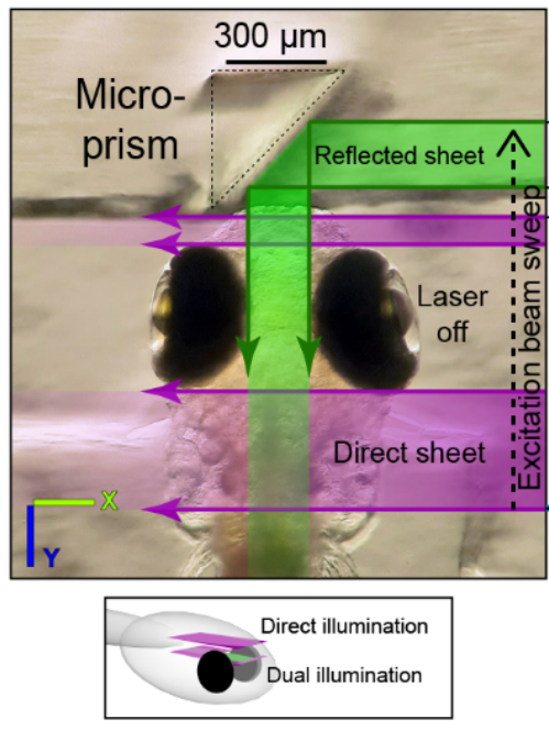 An elegant #lightsheet #Microscopy idea by @azylbertal & @ibianco3 to reach the 'shadow space' between the eyes of a larval zebrafish using a microprism biorxiv.org/content/10.110…