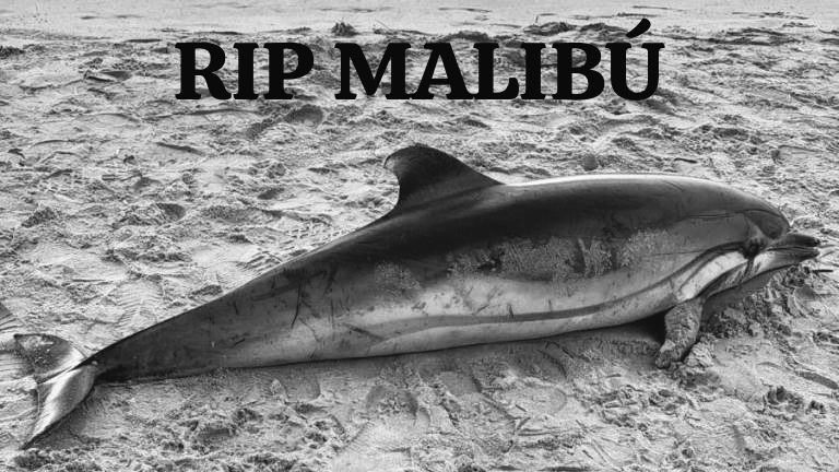 RikoterosFC's tweet photo. deja karaoke pingüino, los hiciste mierda #ripmalibu #karaokepinguinoparacedad #abranlapuerta #sontodoscobanis https://t.co/V6xHVxpAdh