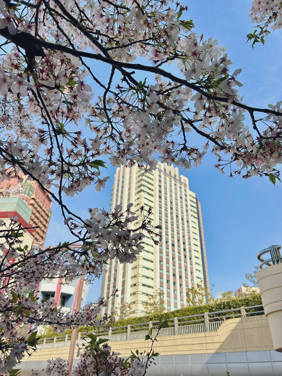 桜が散る前に🤳 いつもの場所🌸 #パークフロントホテル #USJファン