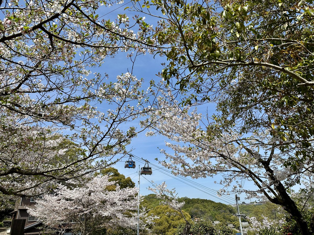 尾道の桜は、先日の雨や時折吹く風で散り、若葉が芽吹き始めました🌱
満開期は過ぎましたが、葉桜の時期のまち歩きもオススメです！
皆さまのお越しをお待ちしております💁
#日本遺産 #尾道 #箱庭的都市 #尾道水道 #桜