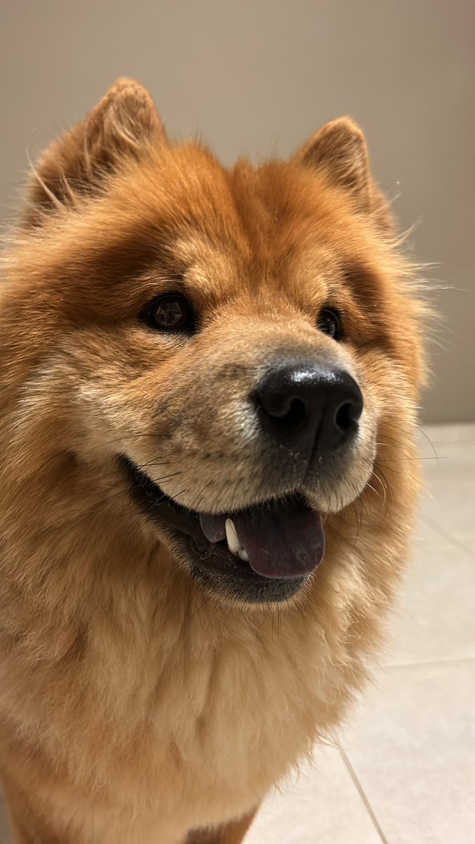 aguussaez's tweet photo. Golden? Ustedes porque son tibios y no saben lo hermoso que es criar un chowchow💘 https://t.co/7iVx2CH6b2