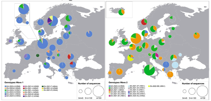 Incredible overview of HPAI in Europe. 1956 genomes, spatial temporal patterns of diffusion, reassortment galore, emergence of gull genotype, adaptive mutations. Tour de force!
👉academic.oup.com/ve/advance-art…