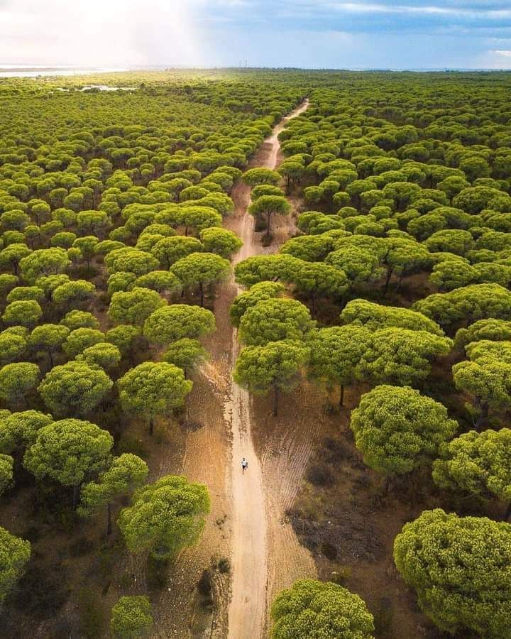 The air is bad....... Plant a tree. 🌳 It is too hot......... Plant a tree. 🌴 Our soils are damaged.. Plant a tree🌲 Too much wind..... Plant a tree.🌿 Protect our water.... Plant a tree.🌵 Shortage of food.... Plant a tree.🌾 You can never undermine a TREE