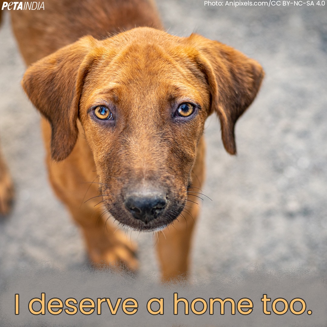 Every time someone buys a dog from a breeder or pet shop, a dog on the street or in a shelter loses his or her chance at finding a good home. Pledge to adopt: petain.vg/43r. #AdoptDontShop