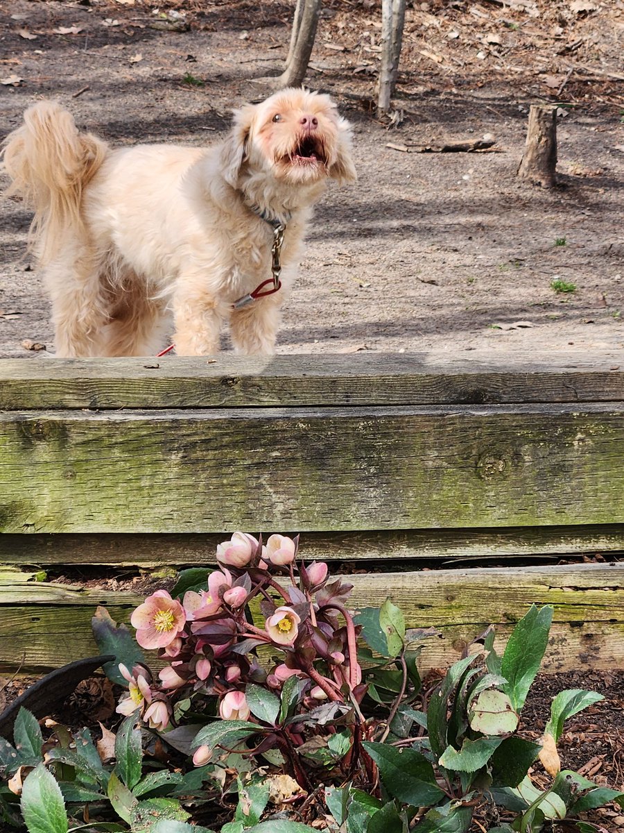 Joey is so excited about the blooms in my garden that he just wants to tell everyone 🐶📣 Just kidding, he was probably yelling at me to stop looking at the garden and play with him already 😅 #lifewithdogs #barkingdog #shipoo #shihtzucross #poodlecross #springinontario