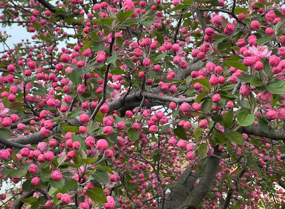 Anyone know what kind of tree this is? It’s in central Indiana