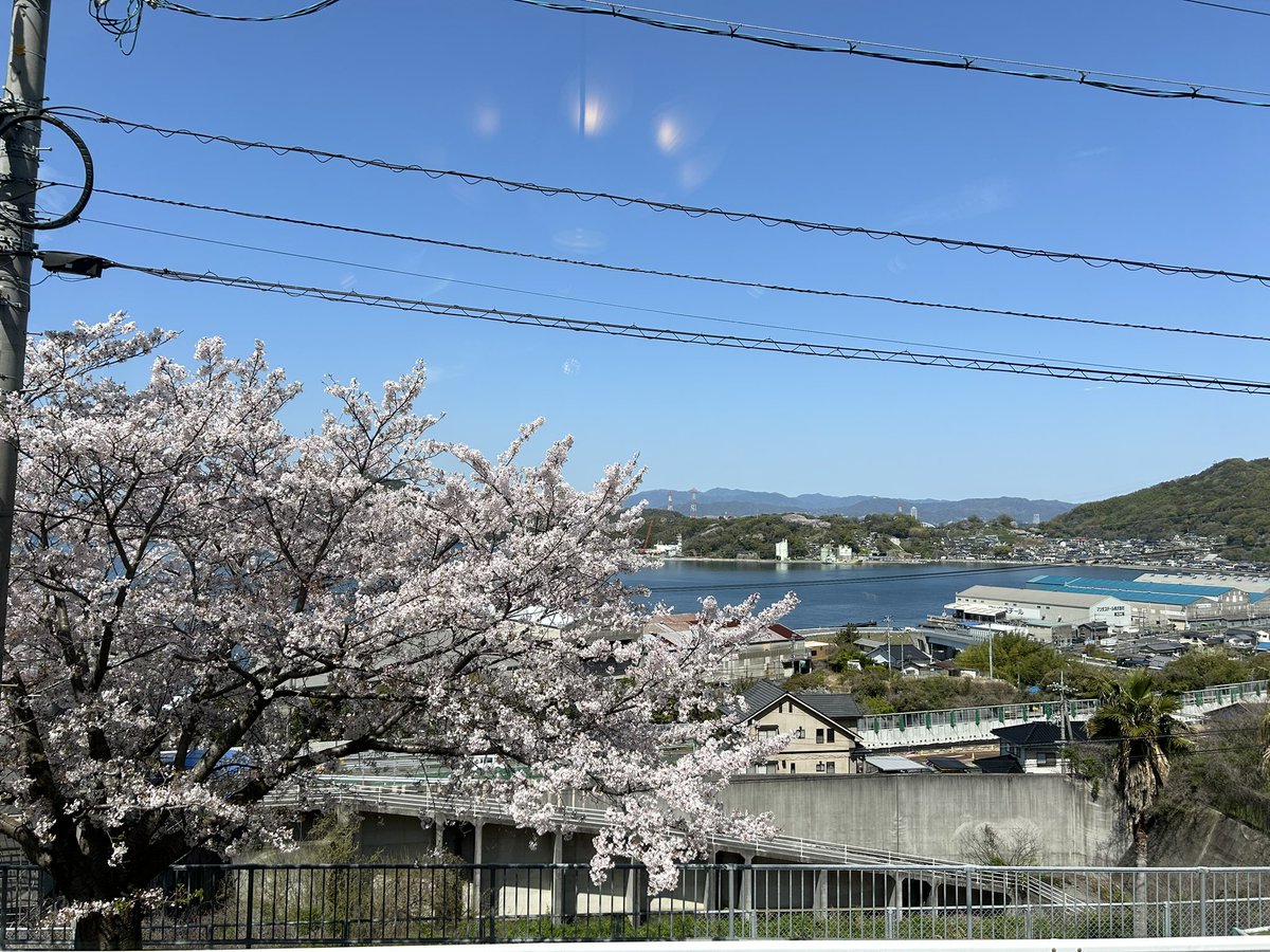 otsucafe's tweet photo. こんにちは✨
乙カフェから見える桜は今週が見頃🌸
海から吹く風が桜の花びらを乙カフェの方に運んできてくれます💕

今だけしか見られない素敵な景色
ぜひ見に来てくださいね✨
当日のお席の確保はお電話が確実です💫
 #広島  #桜  #桜の見えるカフェ https://t.co/eNeep2NdcO